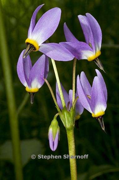 primula jeffreyi 1 graphic